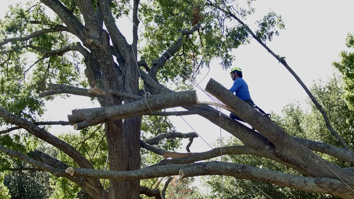 Professional Crown Thinning performed by certified arborists in Wilmette