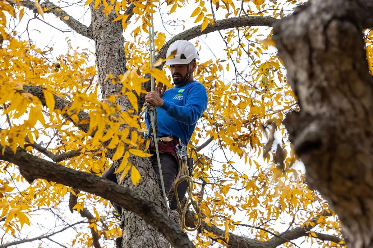 Skilled Tree Planing crew working in Wilmette